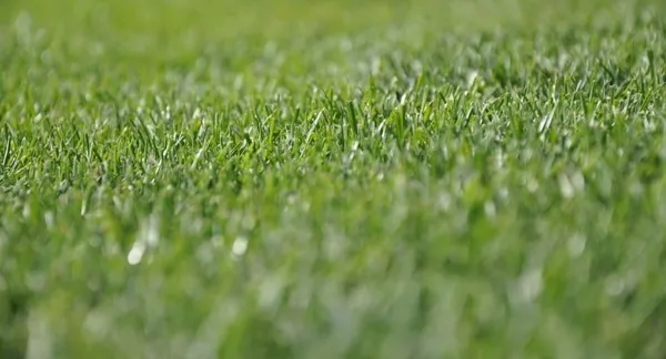 Zadecydował jeden błąd. Podlasie lepsze od Orląt Łuków